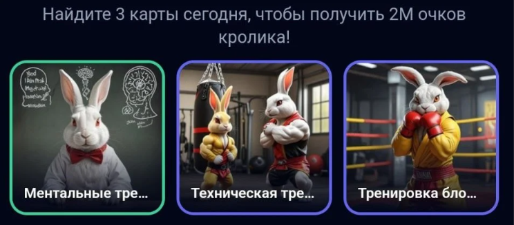 rocky rabbit bot