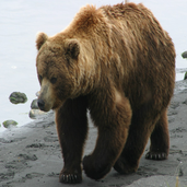 Lazybear